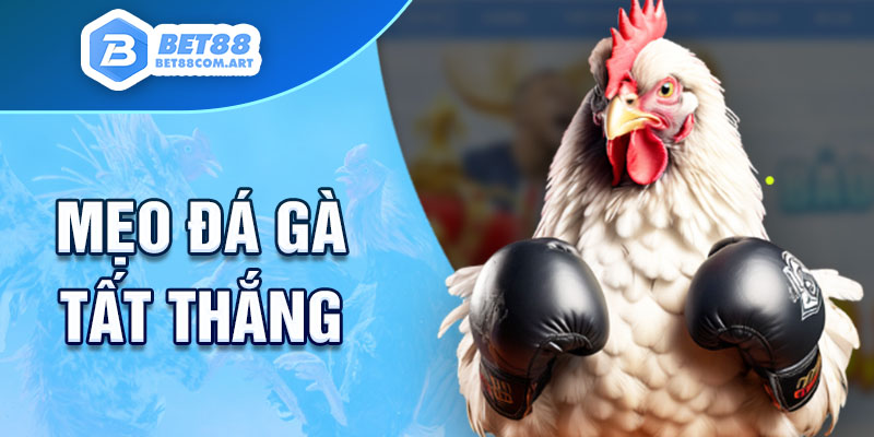 Cách chơi đá gà BET88 hiệu quả cho người mới